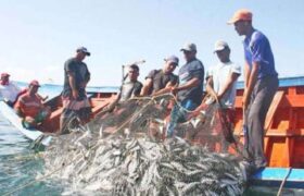 Ivic evalúa vulnerabilidad del sistema de pesca artesanal de sardinas