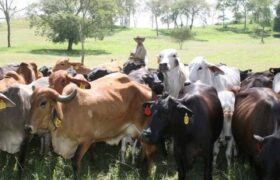 Ganaderos de Guárico exhiben potencialidades en la XXXIII Feria del Río Unare