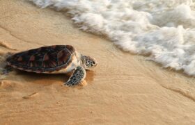 Impulsan ordenanza municipal para proteger a las tortugas marinas en el municipio Arismendi de Nueva Esparta