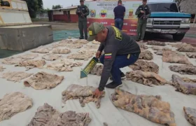 Arranca fiscalización para evitar comercio indiscriminado de baba y chigüire
