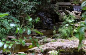 Operativo especial para proteger el agua: Creados más de 150 Comités de Cuencas Hidrográficas