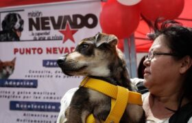 Misión Nevado atiende más de 800 mascotas con jornadas en Miranda