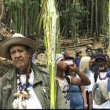 Palmeros de Venezuela