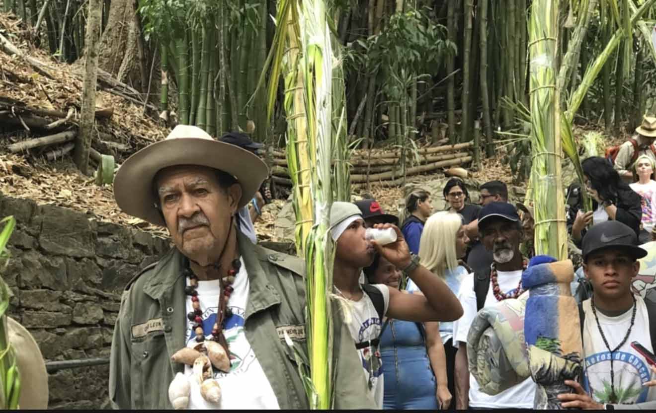 Palmeros de Venezuela