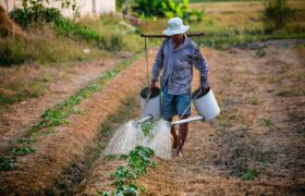 Plan Siembra Comunal 2026 impulsa agricultura local de Guárico