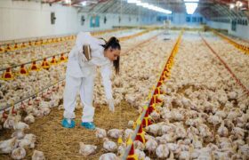 Italia confirma primer caso humano de gripe aviar H9N2 en Europa y descarta riesgo de propagación