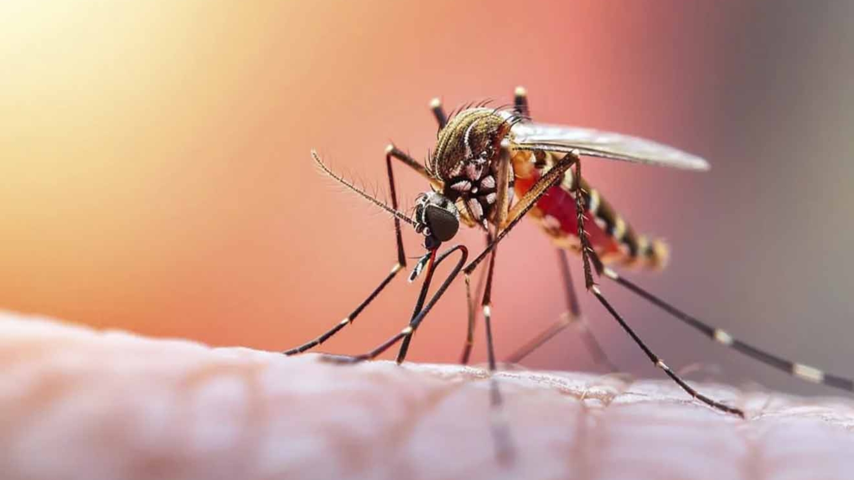 mosquito