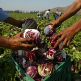 ordenanza-agropecuaria2