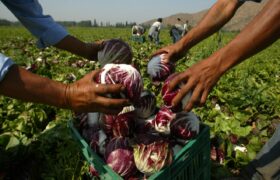 Debaten ordenanza para impulsar sector agropecuario en Yare