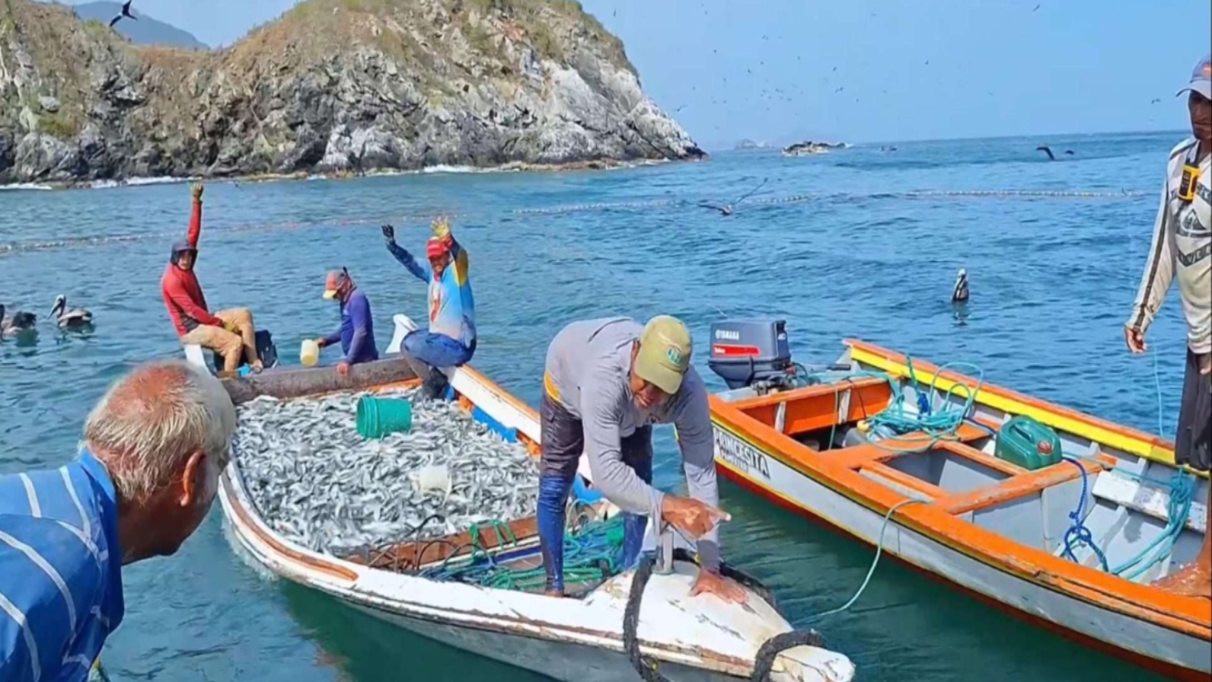 sardinas (1)