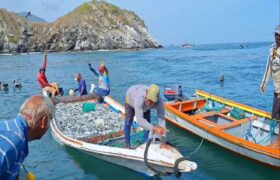 Nueva Esparta se alista para temporada de la sardina 2026