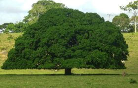 Plan Chuquisaca: El desafío de reforestar un país en tiempos de crisis climática