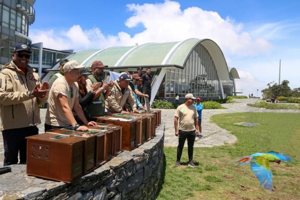 Liberación aves
