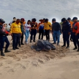 Protegen-68-huevos-de-tortuga3