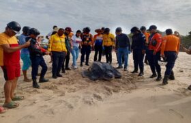 Protegen 68 huevos de tortuga cardón en playa Copacabana del estado Sucre