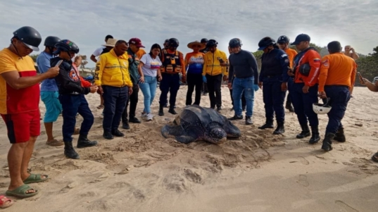 Protegen-68-huevos-de-tortuga3