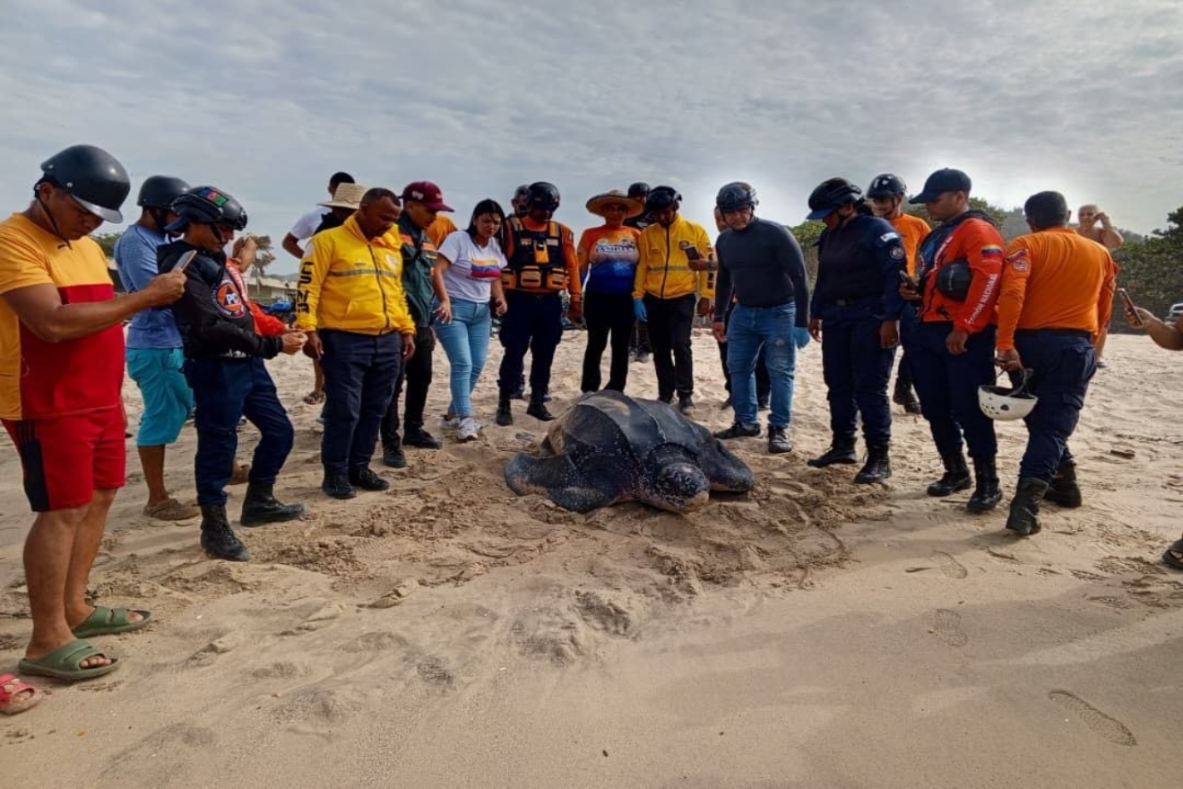 Protegen-68-huevos-de-tortuga3