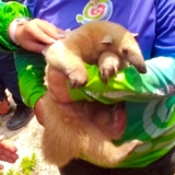 Rescatan-y-atienden-un-oso-melero-en-la-Bahia-de-Patanemo.42