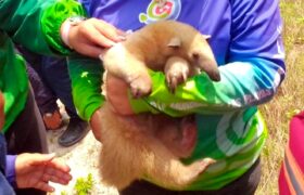 Rescatan y atienden un oso melero en la Bahía de Patanemo
