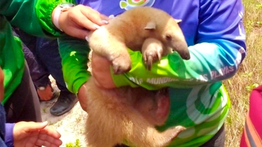 Rescatan-y-atienden-un-oso-melero-en-la-Bahia-de-Patanemo.42