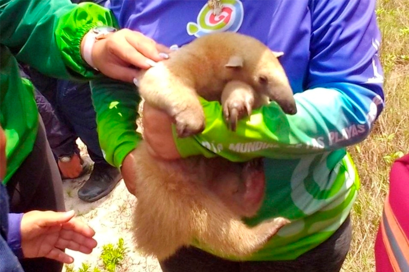 Rescatan-y-atienden-un-oso-melero-en-la-Bahia-de-Patanemo.42