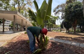 Recuperan áreas verdes de la UCV para preservar el paisajismo original