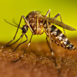 dengue