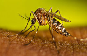 Rusia desarrolla vacuna contra el dengue