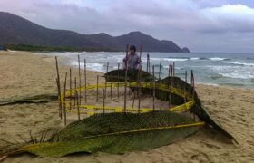 Activado protocolo de protección de alto nivel: El quelonio marino más grande del mundo desovó en Patanemo