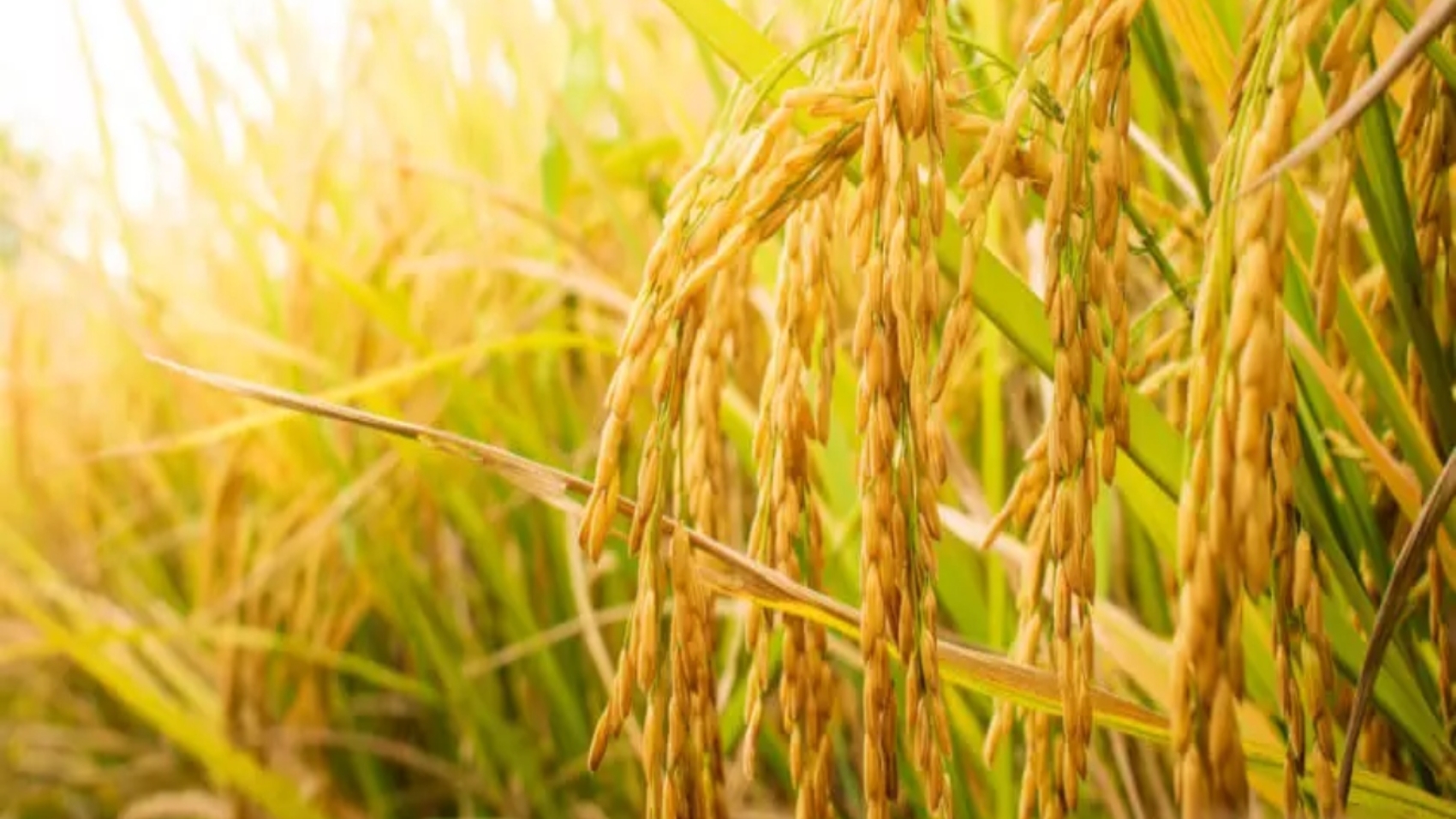 rice-field