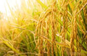 «Pasión por Apure» impulsa la producción de 30 hectáreas de tierra destinadas al cultivo de arroz
