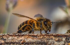 Día Mundial de las Abejas: Trabajan por mantener el equilibrio de los ecosistemas