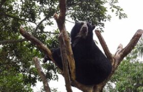 Ampliación del Parque Nacional Terepaima garantizará preservación del oso frontino