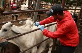 Ministro Padrino López ratifica plan para certificar a Venezuela libre de fiebre aftosa