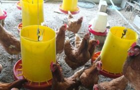 Poder comunal de Bolívar expande la producción avícola local