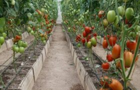 Inicia segunda cosecha de tomates en el Núcleo Fabricio Ojeda de Caracas