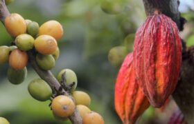 Asamblea Nacional aprobará Leyes del Café y del Cacao en junio