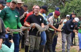 Impulsan recuperación poblacional del caimán del Orinoco con la liberación de 129 ejemplares