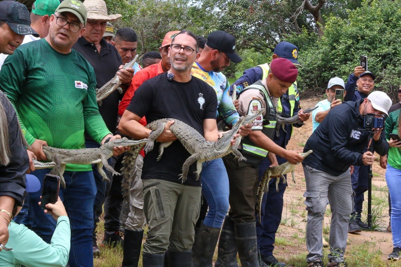 Caimanes liberados al orinoco44