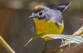Venezolanos registran aves para el mundo en el Global Big Day 2026
