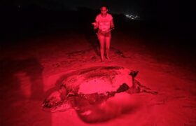 Presidenta (E) celebra desove de tortuga Cardón en La Guaira