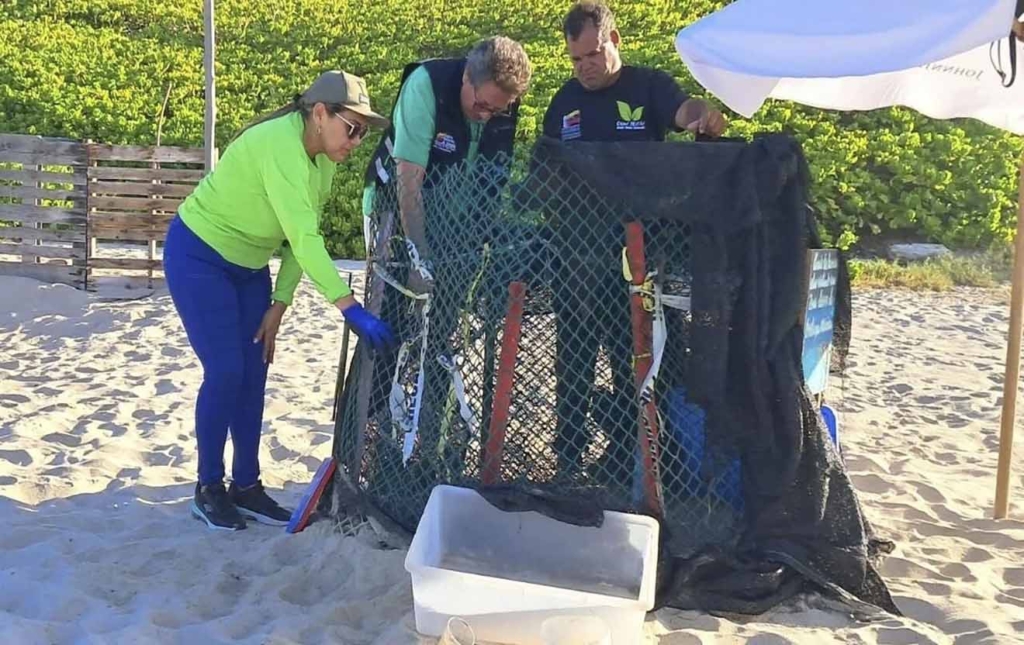 Más de 50 tortuguillos de la especie cardón nacen en Playa Parguito de Nueva Esparta copia