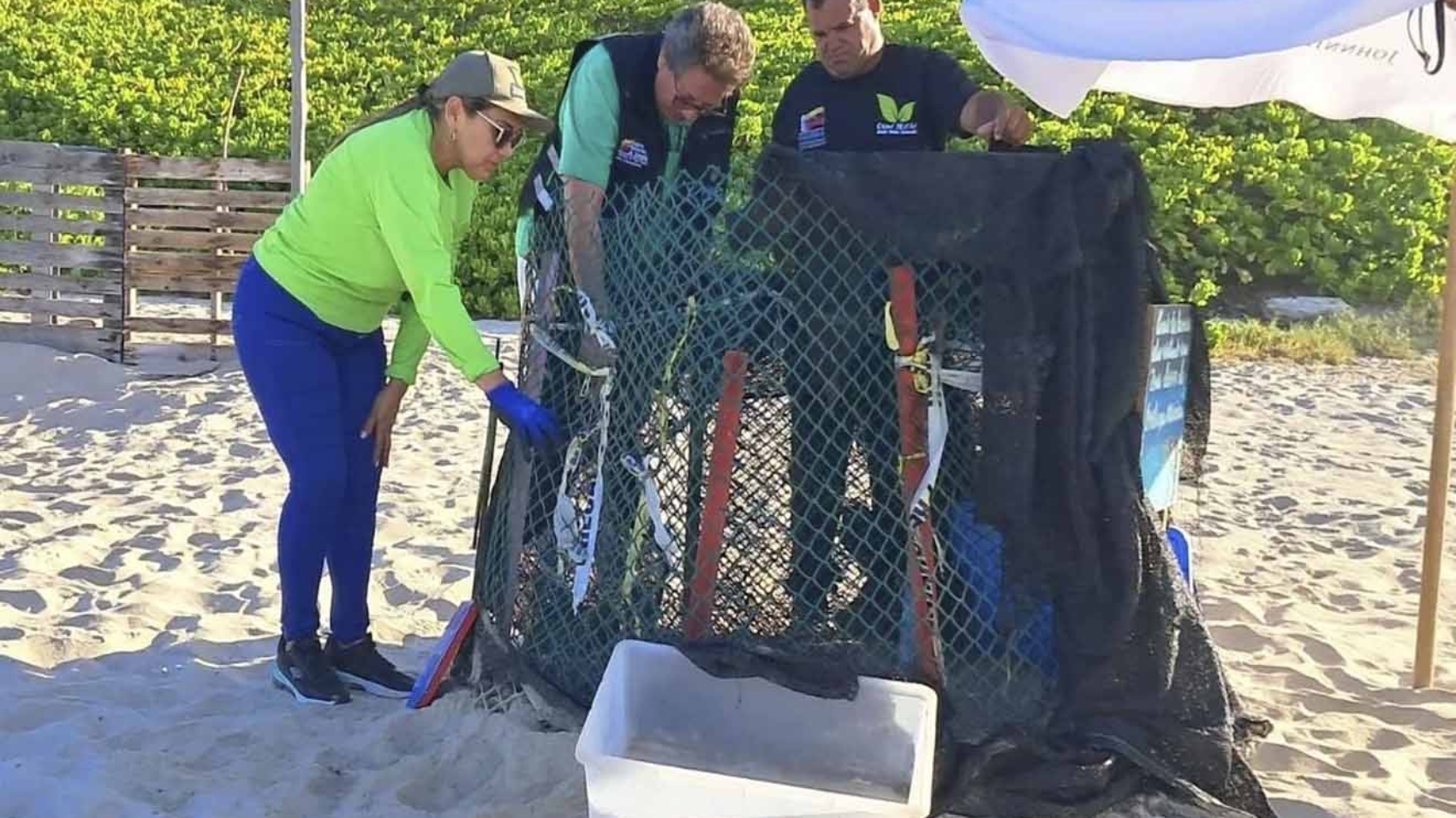 Más de 50 tortuguillos de la especie cardón nacen en Playa Parguito de Nueva Esparta copia