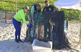 Nacen 56 tortuguillos cardón en Playa Parguito bajo resguardo del Minec