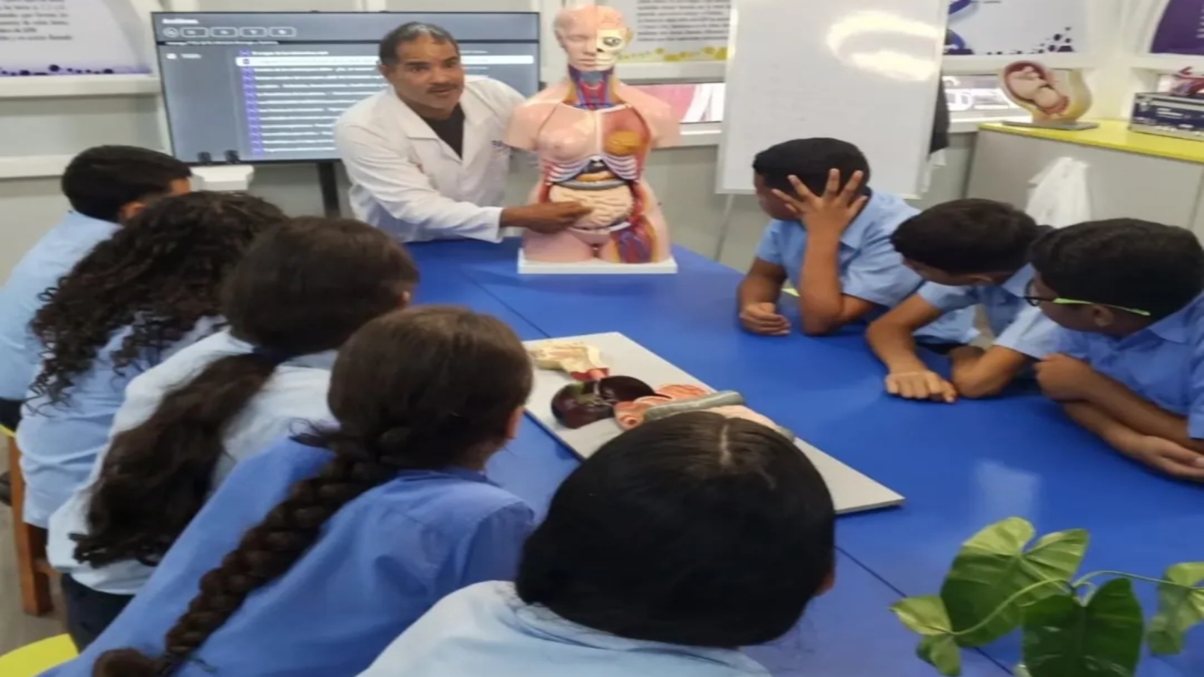 anatomia11