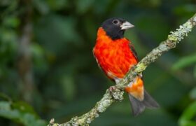El cardenalito: Es urgente unificar estrategias para garantizar que no desaparezca de los cielos de Venezuela