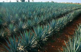 Cocuy venezolano se proyecta como marca país y competidor global del tequila