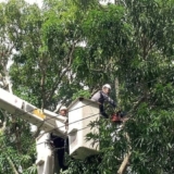 monagas (1)55