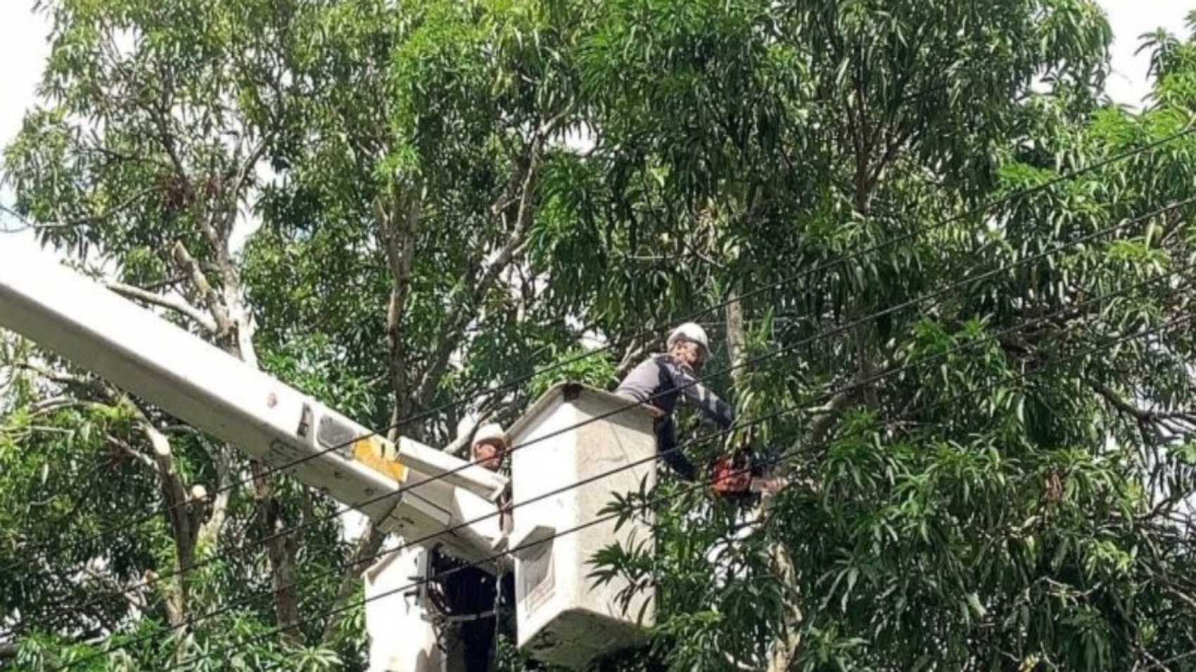 monagas (1)55