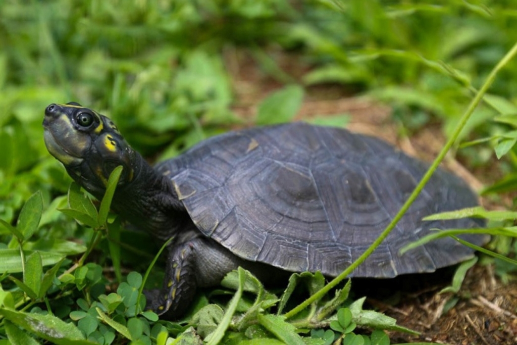 tortugas33